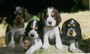  A litter of Cocker-Spaniel puppies